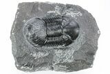 Paralejurus Trilobite Fossil - Ofaten, Morocco #216586-5